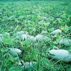 福山镇邓先生供应密本南瓜