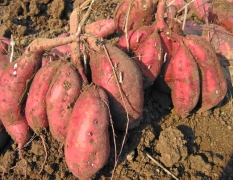 商丘市供应商薯19红薯种今天0.65元/斤