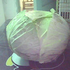 南阳市新野供应各种甘蓝扁包园包等附每日报价