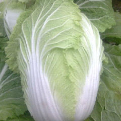 河南新野拱棚菊锦大白菜大量上市