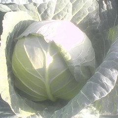 南阳市城郊供应各种甘蓝