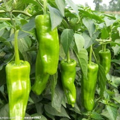 盐城市三仓镇南居周晓波大果168今天价格2.7