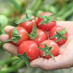 聊城市魏庄镇李先生供应樱桃西红柿