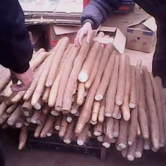 菏泽市终兴镇朱瑞东大量供应九斤黄山药