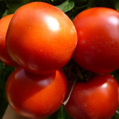 武威市双茨科蔬菜曹仁义供应西澳多西红柿