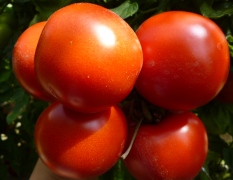 武威市双茨科蔬菜曹仁义供应西澳多西红柿