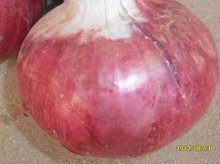 滨州市惠民县姜楼镇李新杰供应红皮洋葱