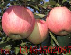 葫芦岛市中国农科院王强供应苹果新品种