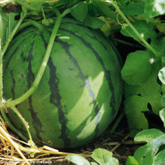 文山壮族苗族自治州小稼依李先生供应麒麟8424