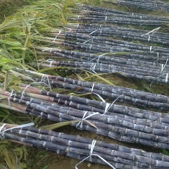 宾阳果蔗售完，香瓜（甜瓜）、西瓜准备上市