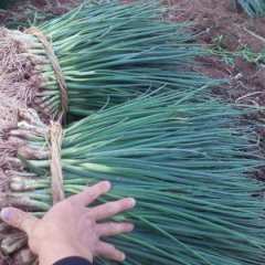 凉山彝族自治州宋平贵：小葱（香葱）12月上市