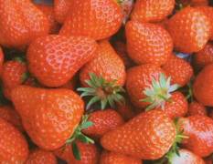 潍坊市石埠子草莓王斌供应美国甜查理今天3元/斤