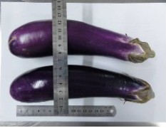 儋州市那大洛基附陈先生供应长紫茄今天0.8元/斤