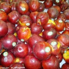 山东大棚油桃基地 4月供应油桃