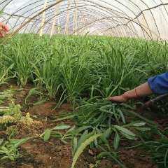 周口市李会成：四季青翠 头刀韭菜大量上市