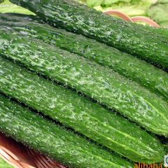 临沂市辛集镇房家谢磊供应德瑞特721今天1.5元/斤