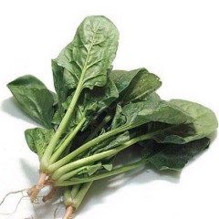 廊坊市香河县李庄王东跃供应菠菜今天0.8元/斤