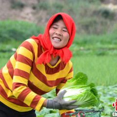 周口市任集乡杨斌供应韩国黄心白菜今天0.45元/株