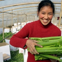 周口市任集乡杨斌供应美国西芹娃娃菜