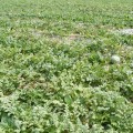 湖北钟祥官庄湖6月多品种西瓜大量上市