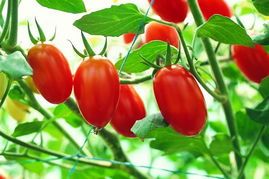 聊城市张鲁镇吴堤千禧圣女果今天4.2-5.0元/斤