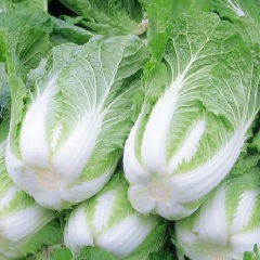 临沂市龙湾市场赵其利供应菊锦白