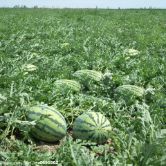 德宏傣族景颇族自治州太平镇黄龙