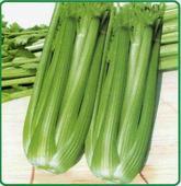 菏泽市黄店镇蔬菜供应西芹今天0.3-0.6元/斤