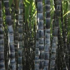 甘蔗便宜卖了！！8月开始预定