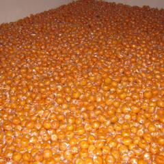 现有衢州一品红柑橘15吨！欲购从速！