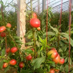 聊城市兰沃乡徐先生供应油桃