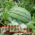 大量供应江苏东台西瓜 东台市弶港农场