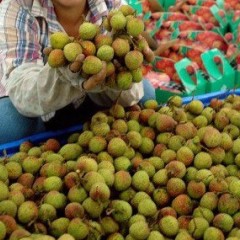 陵水县鲁宏冷库黄国侨供应台农一号今天2.3元/斤