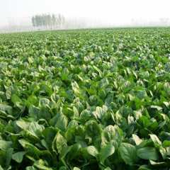 周口市鹿邑郊杨斌:大叶菠菜0.25元/斤