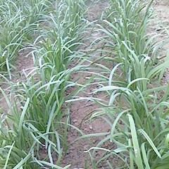 聊城市耿楼村姚东辉供应平韭6号韭菜