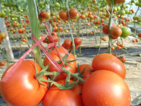 潍坊市丁家孙女士供应齐达利今天1.5-2.5元/斤