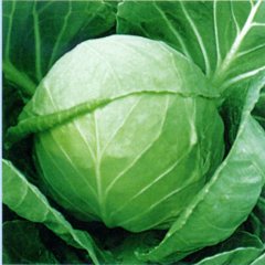 徐州市张李庄王森：我有春玉甘蓝1元/斤