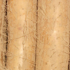 菏泽市东城曹广建：九斤黄山药0.9-1.9元/斤