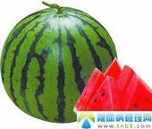 武威市武威市顾宗辉：京欣西瓜