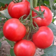 锦州市新立屯宋大伟：普罗旺斯2.0元/斤