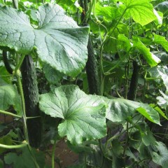 商丘市王庄王给锋：双丰黄瓜0.85-0.9元/斤