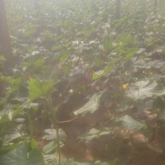 泰安市大羊乡蒋元文：黄瓜2.25元/斤