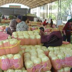 临沂市于沟蔬马总：北京新三号0.4元/斤