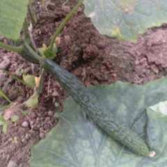 周口市曹里乡芦华东：黄瓜1元/斤