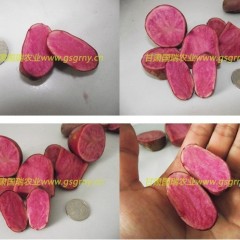 兰州市牟相俊：红玫瑰土豆1500元/吨