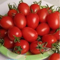 供应千禧、小番茄、圣女果