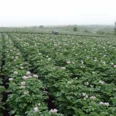 呼伦贝尔市乌尔其陈德海：荷兰七.806。