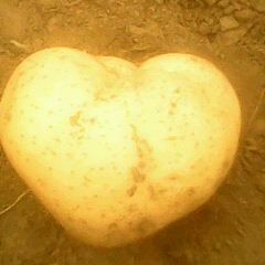 承德市克勒沟刘树军：荷兰十五0.8-0.82元/斤