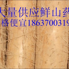 商丘市宁陵县温先生：九斤黄山药