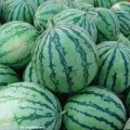 盐城市三仓镇常五：花皮无籽西瓜4月上市